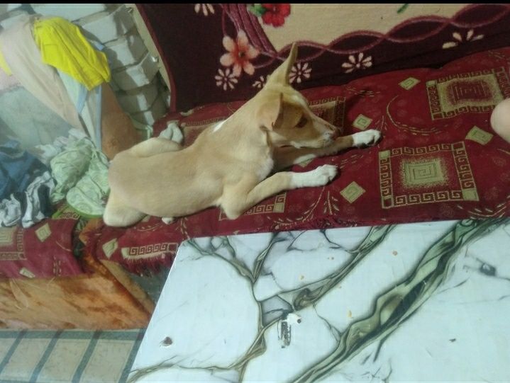 Домашняя передержка