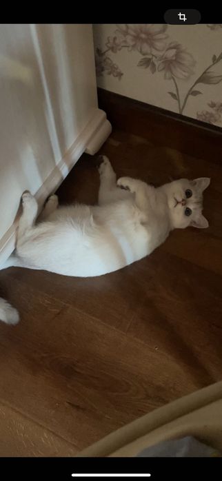 Продается британская шиншилла (серебристый окрас)