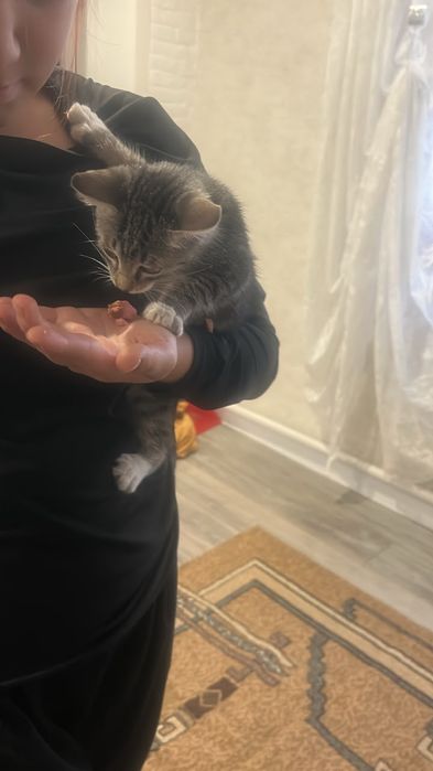 Отдам котенка в хорошие руки