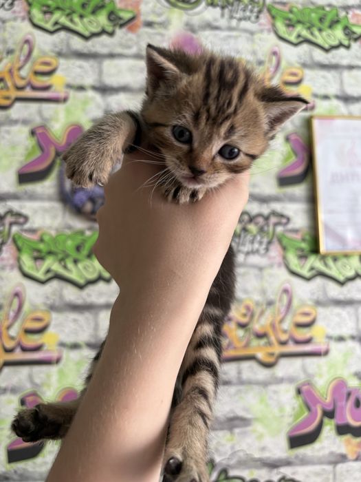 продам котят породы Скоттиш фолд