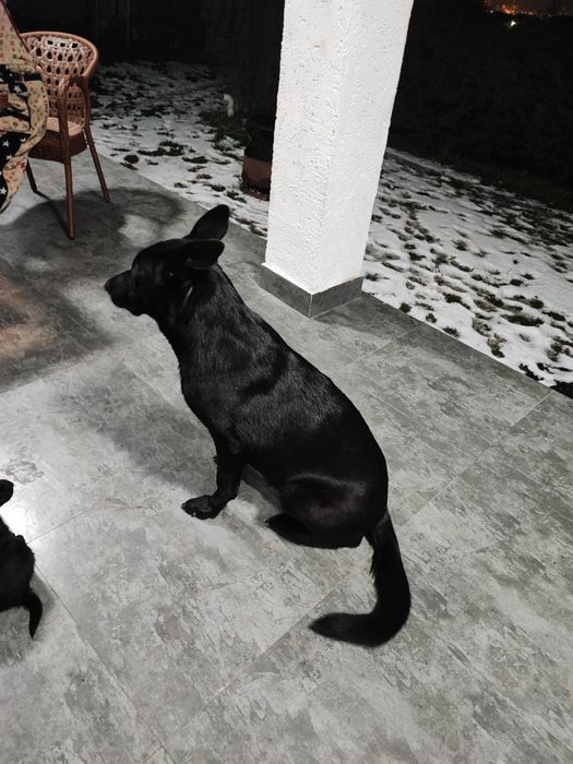 Щенята бесплатно