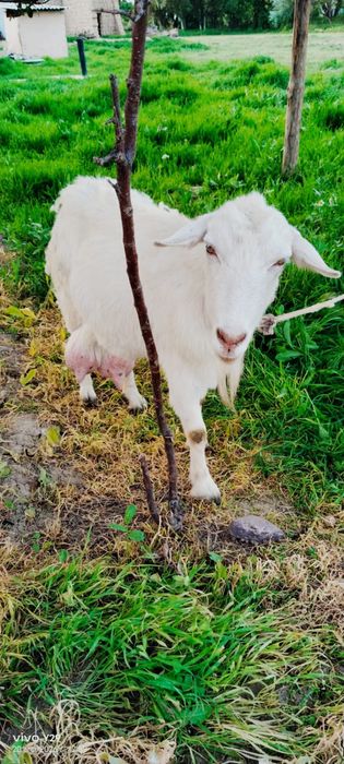 Зааненская буаз ешкі сатылады