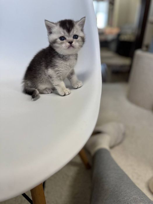 скотиш страйт серебристая шиншилла мальчик