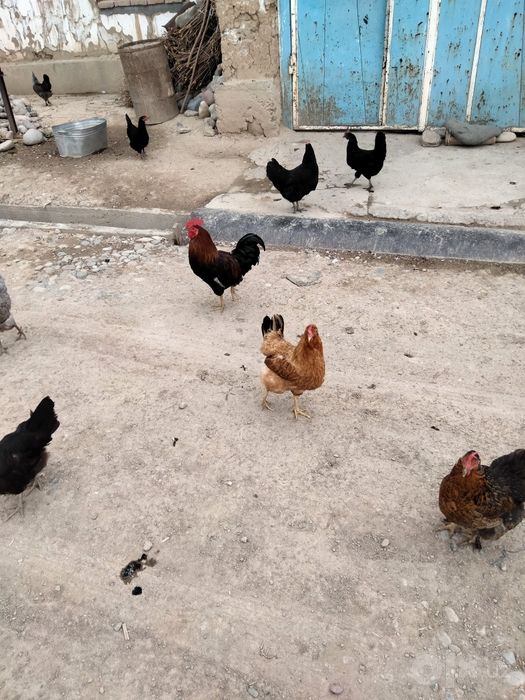 Satiladigan jaydari damashni tauiqlar bor