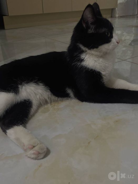 Mushuk Кошка Мушук