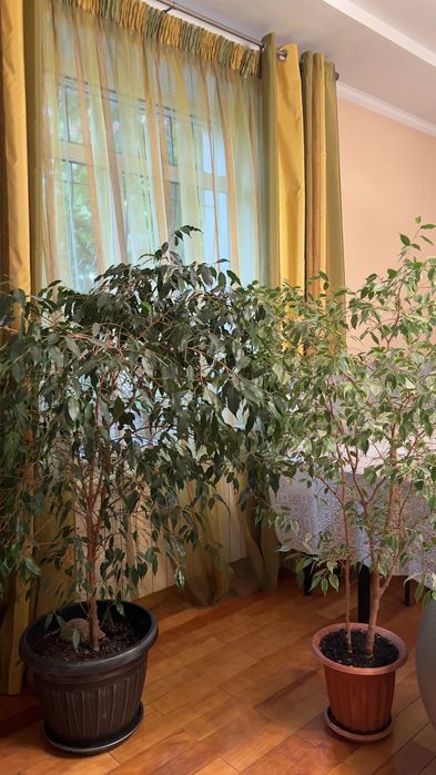 Фикус бенджамина