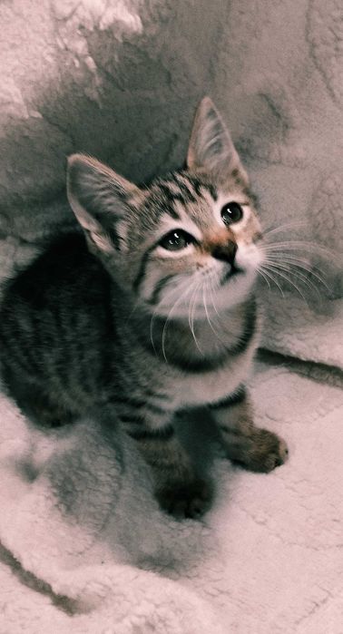 Подарю домашних котят. Мальчики и девочки. 2 месяца.