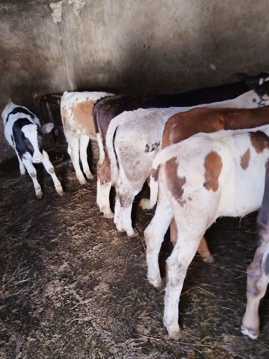 Vitei intarcati  belgieni