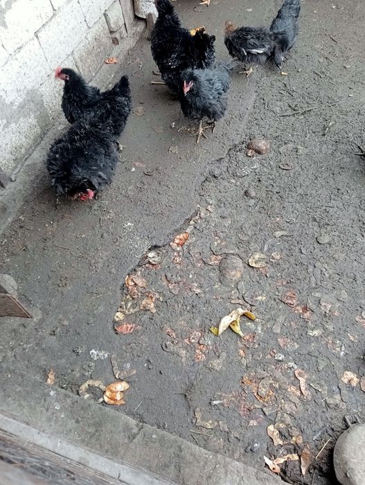 Куры пародистые продам