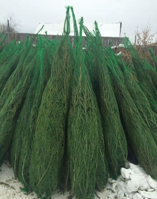 Ёлка и сосна розница от 5000