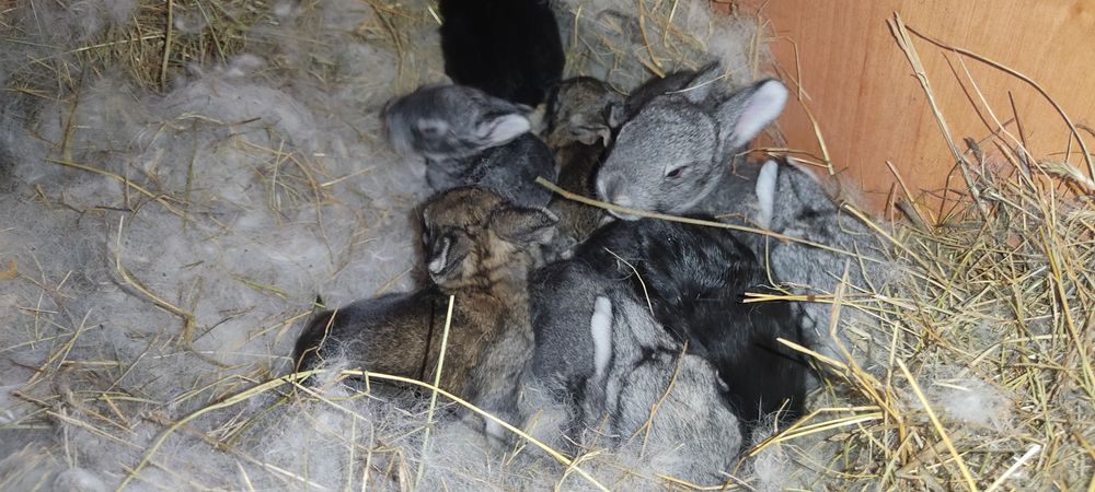 Крольчата кролики