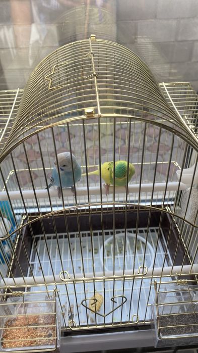 Попугай животные