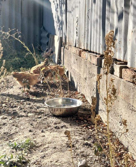 Продам цыплята кученский.