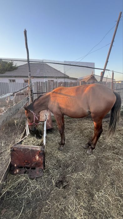 Жылкы еркек ургашы
