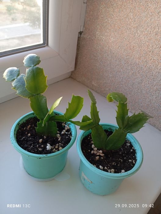 Продам цветы по 1000 тенге