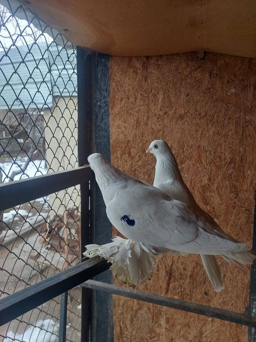 Продам белый тасманы с греблями