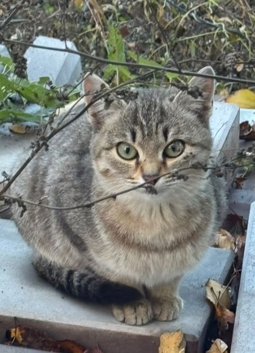 Котята мальчики подростки
