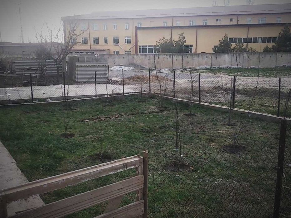 Non Behi ko'chati sotiladi