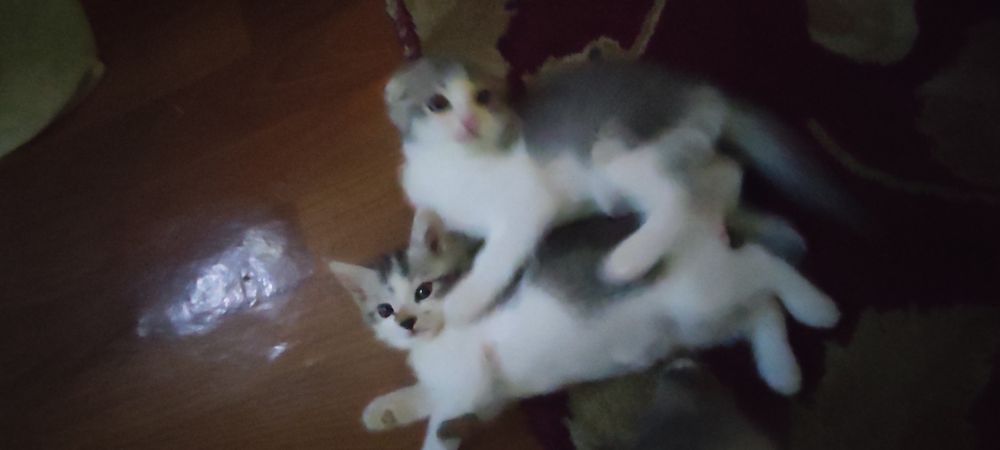 Котёнок скотиш фолд.