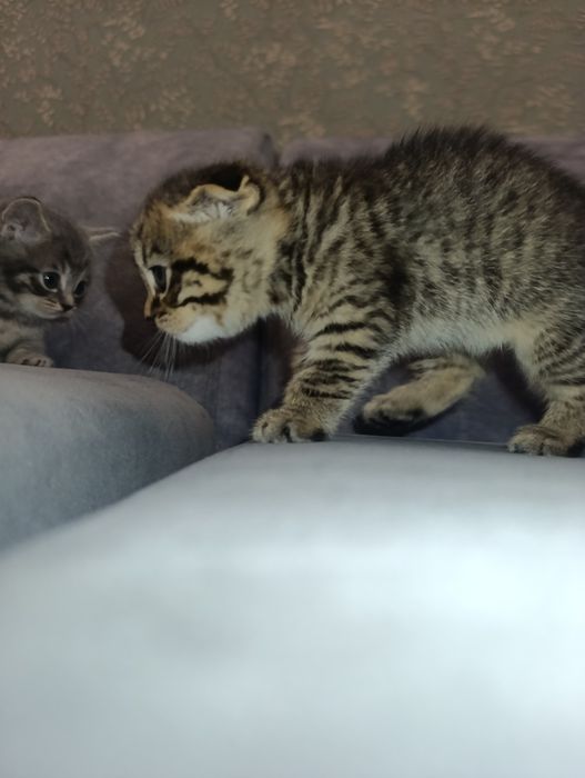 Котята Британские