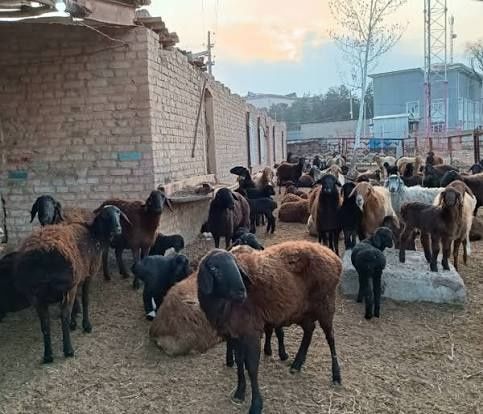Chorva qo'ylar va qo'zilar