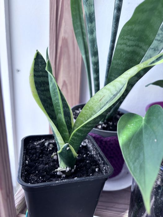 Продам цветы комнатные