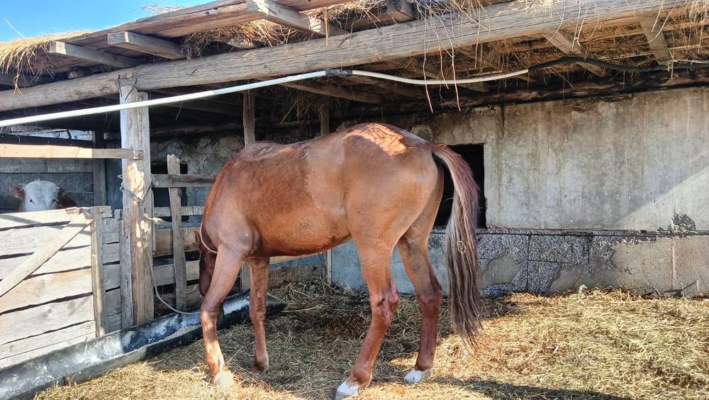 Бес жасар айғыр сатылады