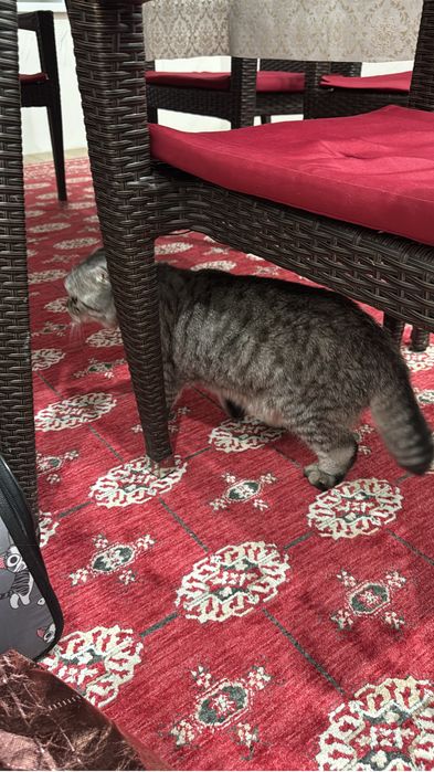кот шотландский вислоухи
