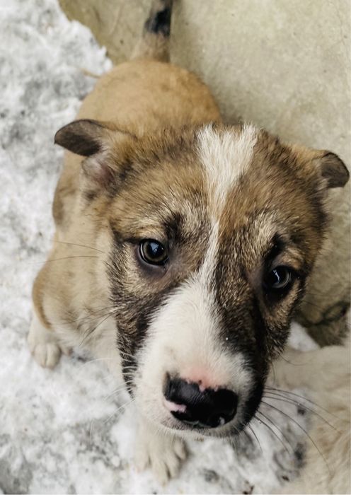 Отдам в добрые руки