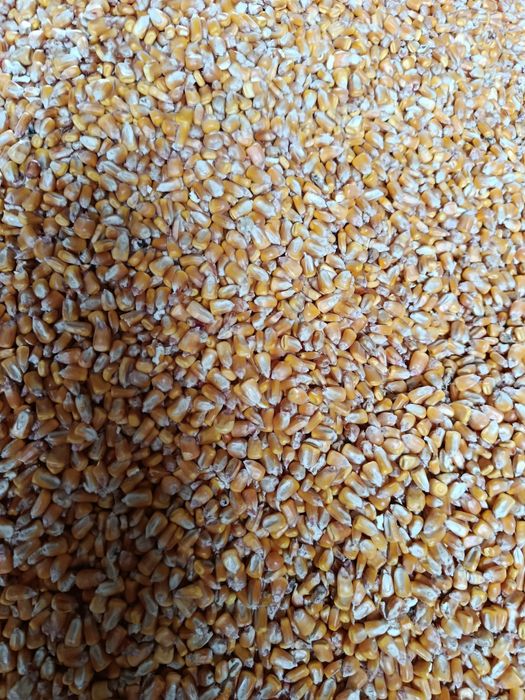 Porumb, griu de vinzare