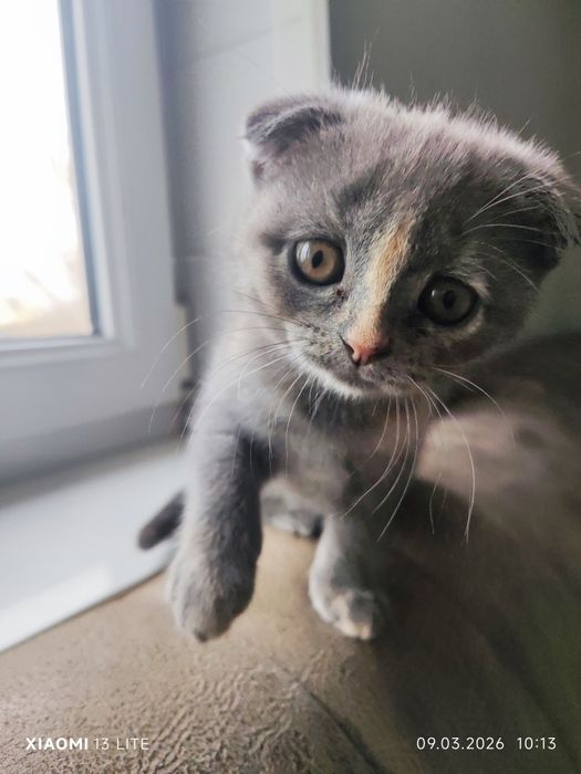 Skotish fold mushkcha sotiladi