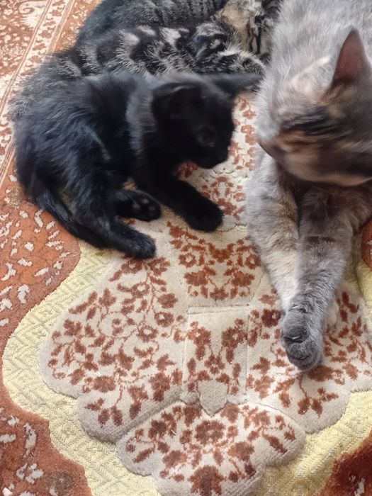 Отдам котят в добрые руки