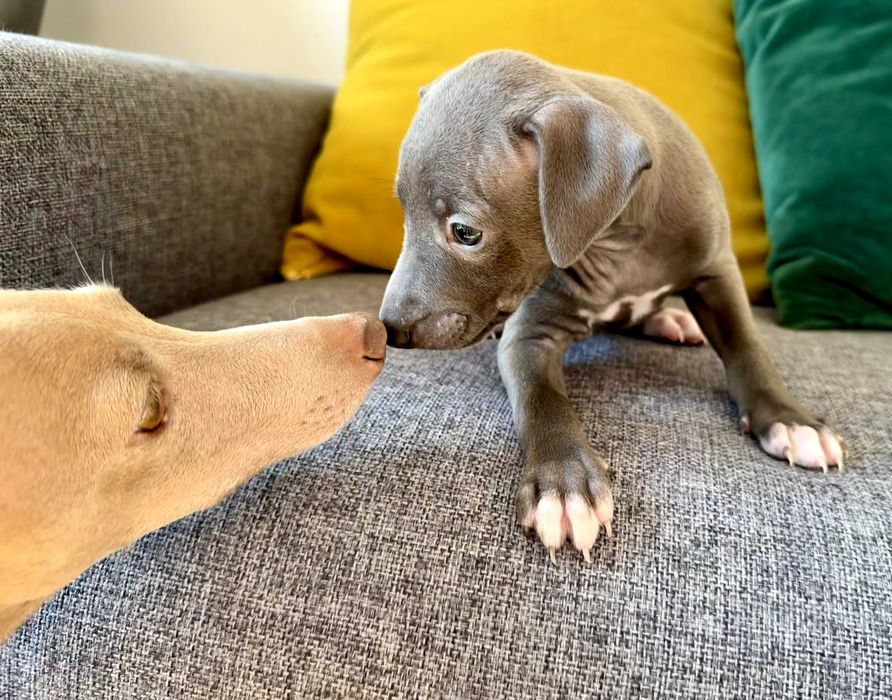 Италианска хрътка – изящество, благородство и безупречен произход