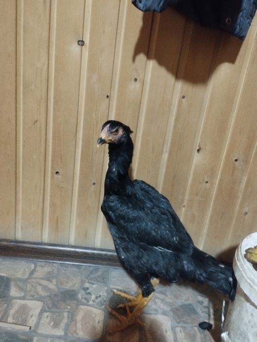 Продам даканов 2