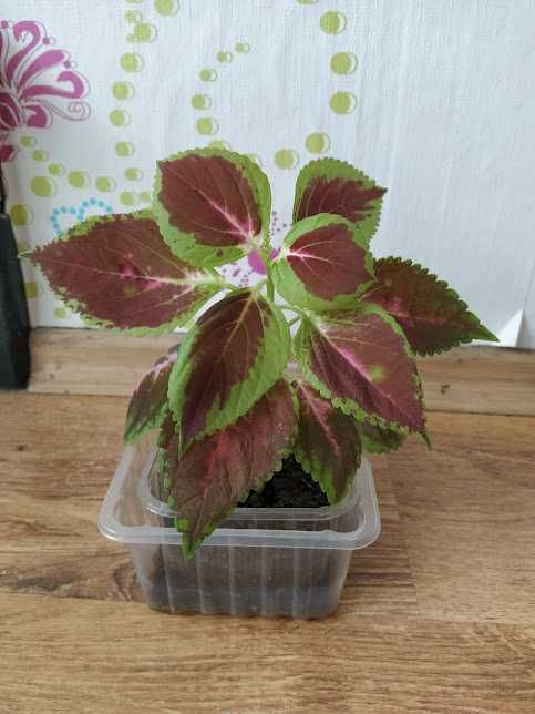 6  копривки + подарък