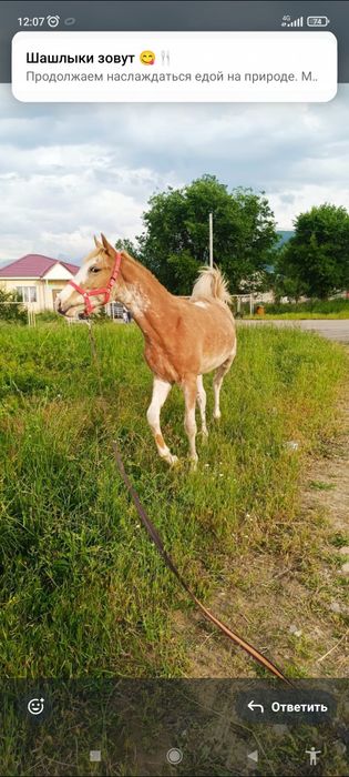 Продам породистого тайчика