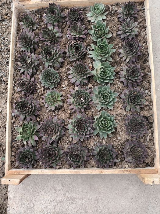 Цветы на продажу