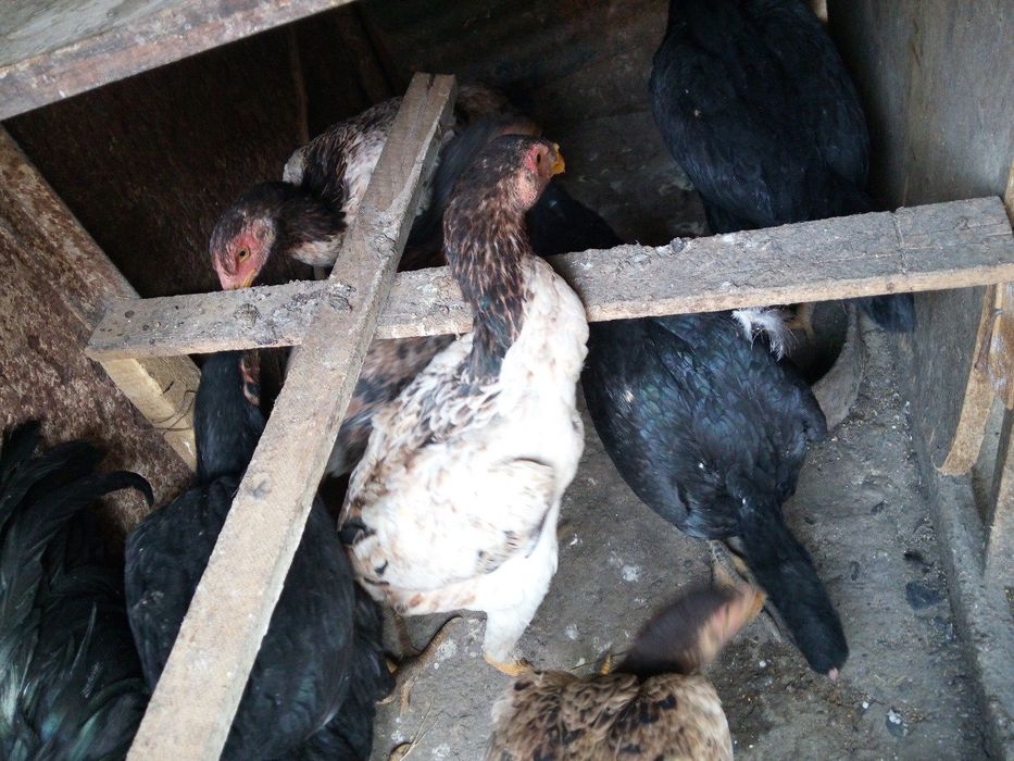 Продам молодых курей породы дакан корея