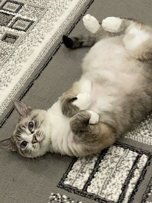 Кошка стирлизованая