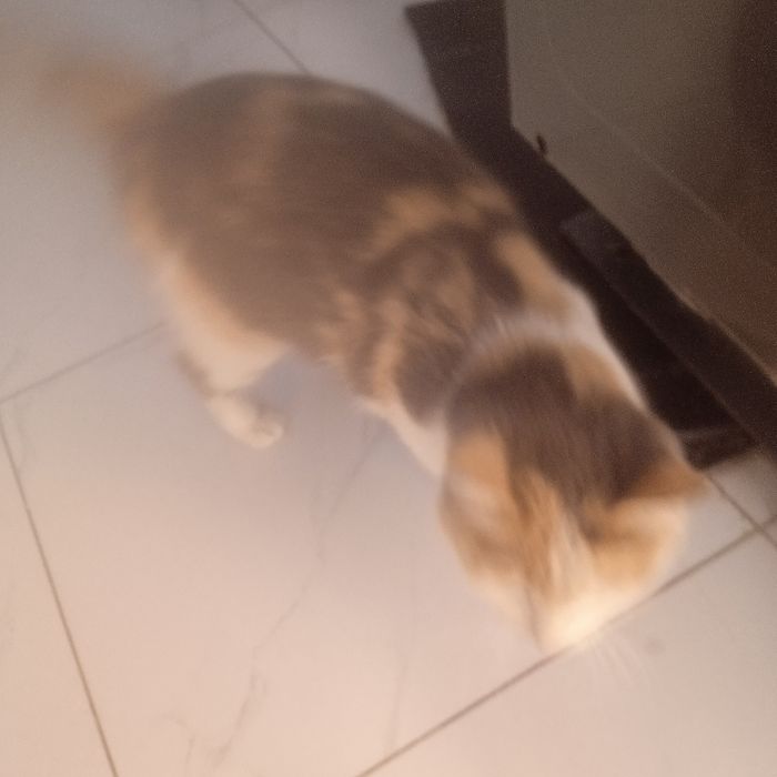 Отдам котенка трёхцветную