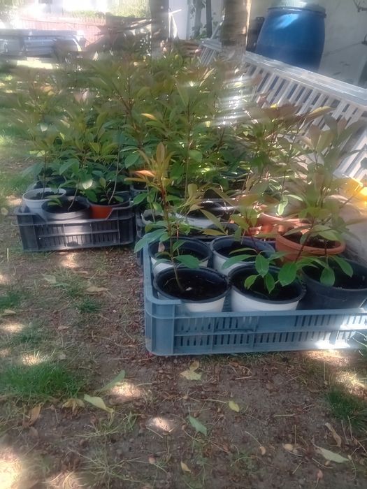 Photinia red Robin gard viu.