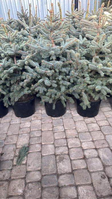 Голубая ель в горшке