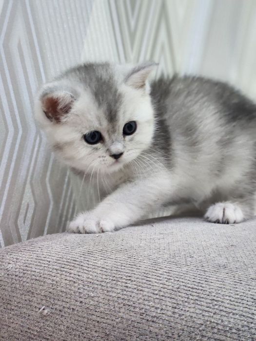 Продаются котятки