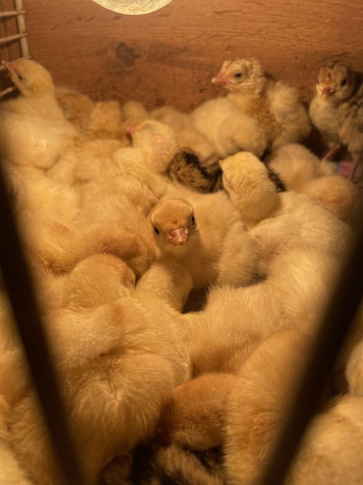 Индюшата 3500 тенге