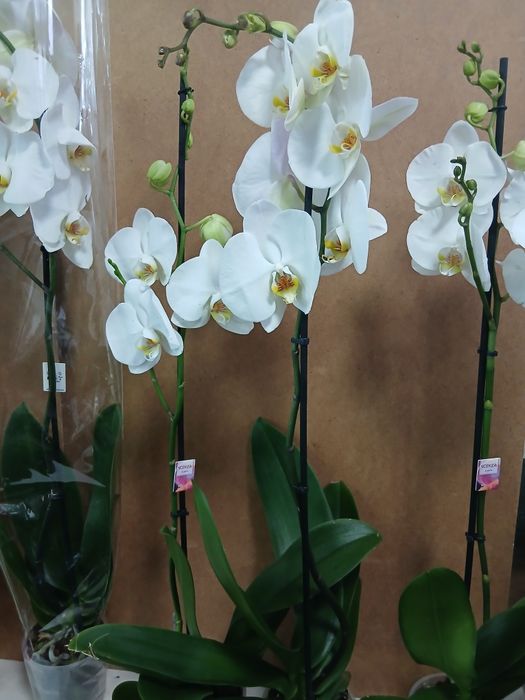 Белая орхидея высота 80-90см