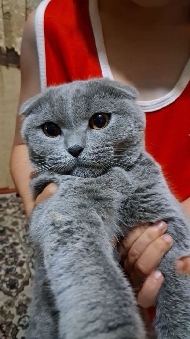 Котёнок скоттиш-фолд