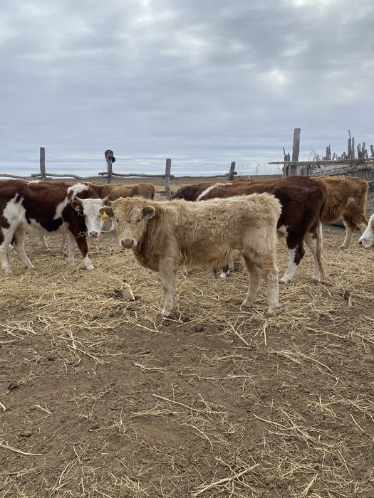еркек баспактар сатылады