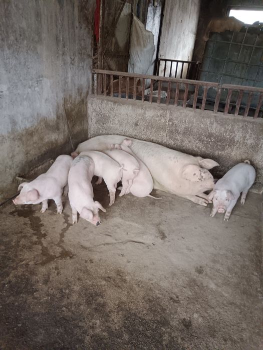 Продавам малки прасета