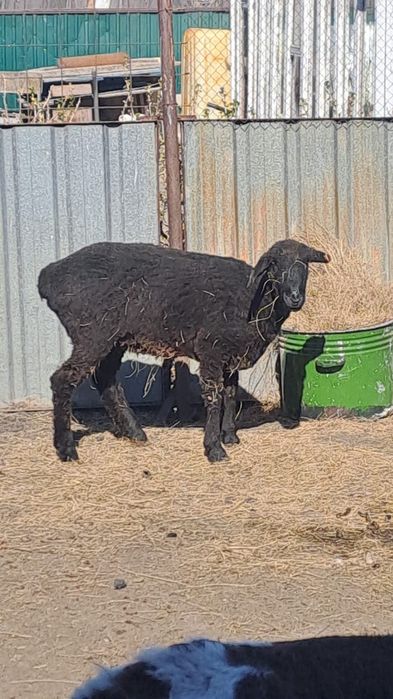 Продам.  Кой сатамыз