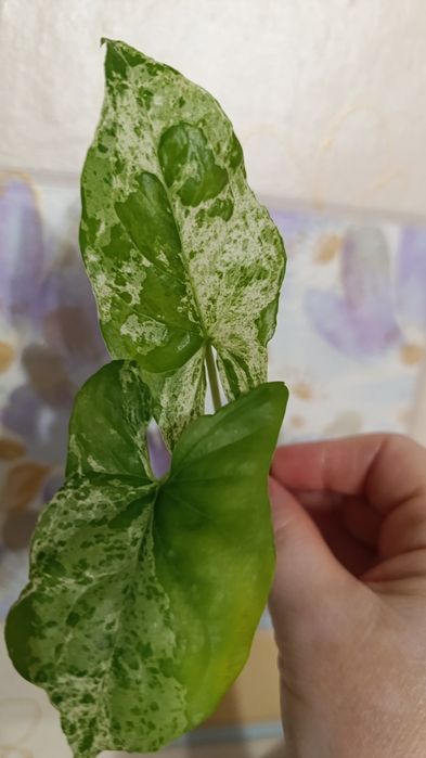 Сингониумы и другие цветы